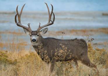 MULE_DEER