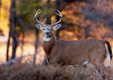 WHITETAIL