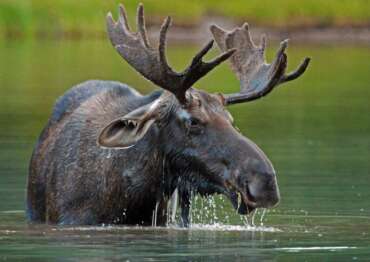 moose