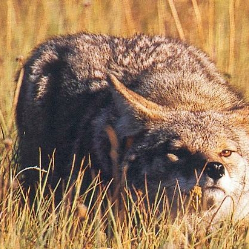 Wolf And Coyote - Trophy Hunters Alberta